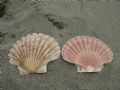 Pecten jacobaeus